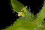 Piedmont bedstraw